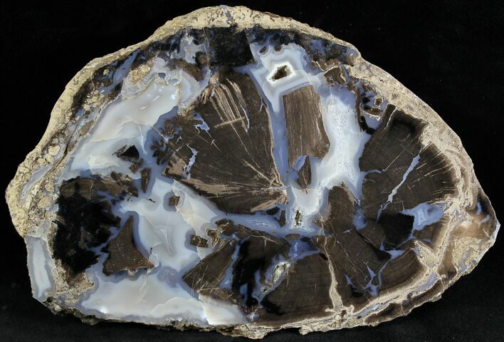 Petrified Wood Slice - Eden Valley, Wyoming #28293